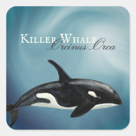 Schöner Wal, Orcinus Orca Quadratischer Aufkleber
