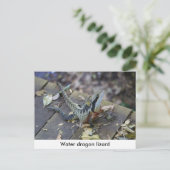 Schöner Wasserdrache Postkarte (Stehend Vorderseite)