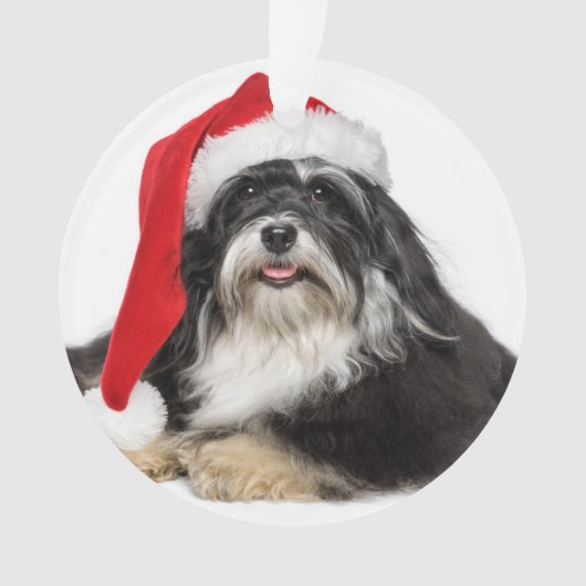 Schöner WeihnachtenHavanese Hund mit Ornament (Vorderseite)