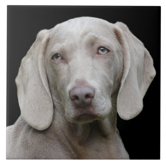 Schöner Weimaraner Jagdhund Fliese (Vorderseite)