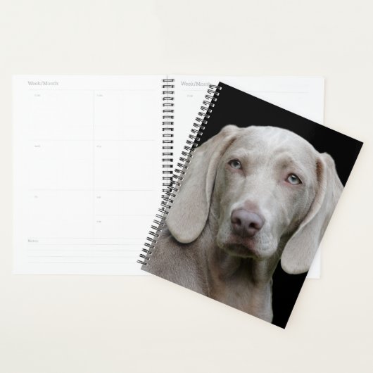 Schöner Weimaraner Jagdhund Planer (Anzeige)