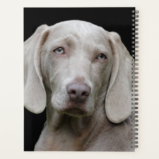 Schöner Weimaraner Jagdhund Planer (Rückseite)