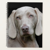 Schöner Weimaraner Jagdhund Planer (Vorderseite)