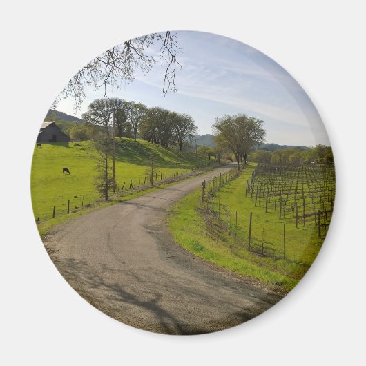 Schöner Weinberg im Napa Tal Magnet (Vorne)