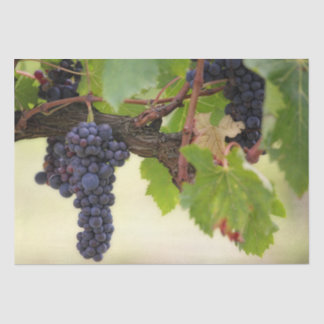 Schöner Weinberg mit hangenden Früchten Seidenpapier