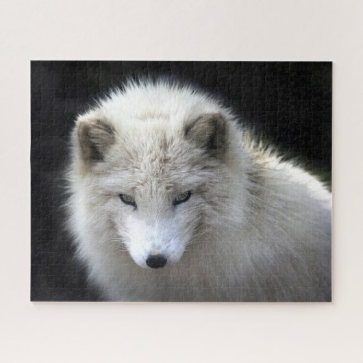 Schöner weißer Arktisfox, Jigsaw Puzzle (Horizontal)