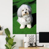 schöner,weißer Havaneser-Hund sitzend,Blickkontakt Poster (Heimbüro)