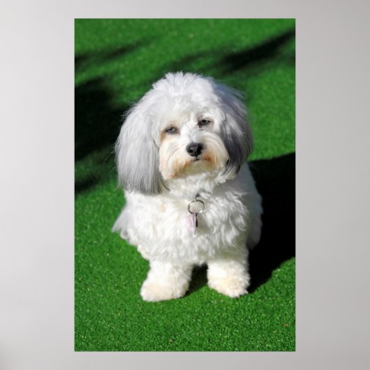schöner,weißer Havaneser-Hund sitzend,Blickkontakt Poster (Vorne)