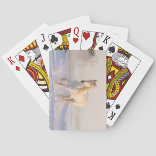 Schöner weißer Hengst durch den Schnee Spielkarten