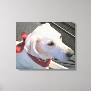 Schöner weißer Hund mit rotem Scarf Canvas Print Leinwanddruck