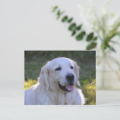 Schöner weißer Labrador Hund Postkarte (Stehend Vorderseite)