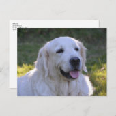 Schöner weißer Labrador Hund Postkarte (Vorne/Hinten)
