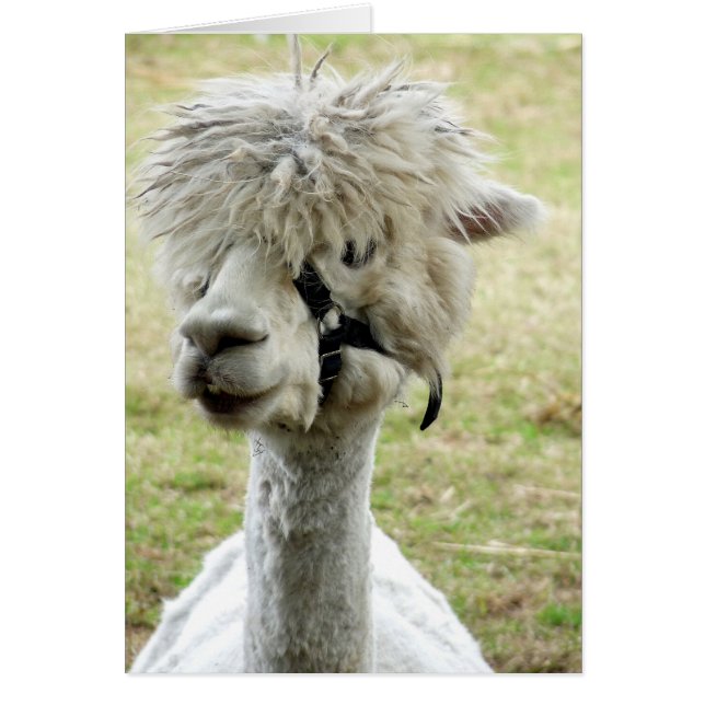 Schöner weißer Llama (Vorne)