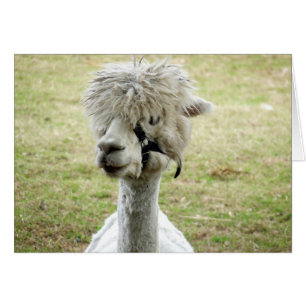 Schöner weißer Llama