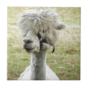 Schöner weißer Llama Fliese