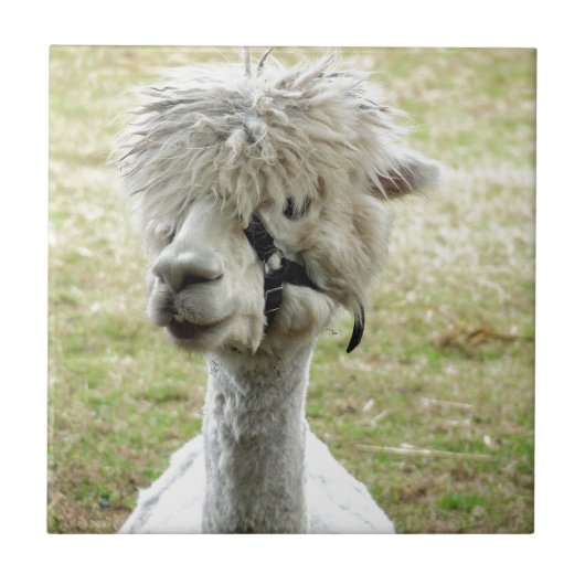 Schöner weißer Llama Fliese (Vorderseite)