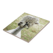 Schöner weißer Llama Fliese (Seite)