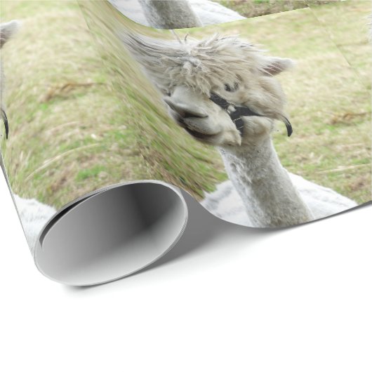 Schöner weißer Llama Geschenkpapier (Rolleneckpunkt)
