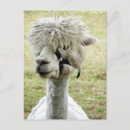 Schöner weißer Llama Postkarte