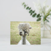 Schöner weißer Llama Postkarte (Stehend Vorderseite)