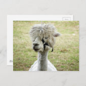 Schöner weißer Llama Postkarte (Vorne/Hinten)