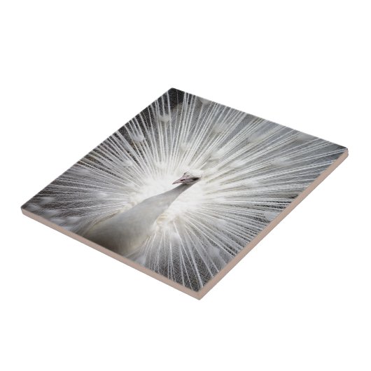 Schöner weißer Pfau Fliese (Seite)