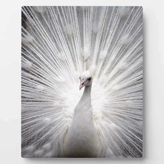 Schöner weißer Pfau Fotoplatte (Vorderseite)