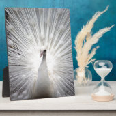 Schöner weißer Pfau Fotoplatte (Seite)