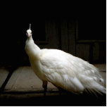 Schöner weißer Pfau Freistehende Fotoskulptur<br><div class="desc">Großes Foto eines weißen Pfaues in einem dunklen Raum. Großartige Geschenkideen für Pfau-Liebhaber.</div>