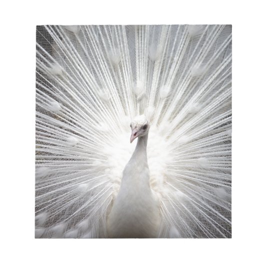 Schöner weißer Pfau Notizblock (Vorderseite)