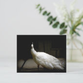 Schöner weißer Pfau Postkarte (Stehend Vorderseite)