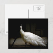 Schöner weißer Pfau Postkarte (Vorne/Hinten)