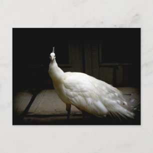Schöner weißer Pfau Postkarte