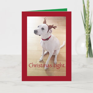 Schöner weißer Rentier Hund Red Christmas Feiertagskarte