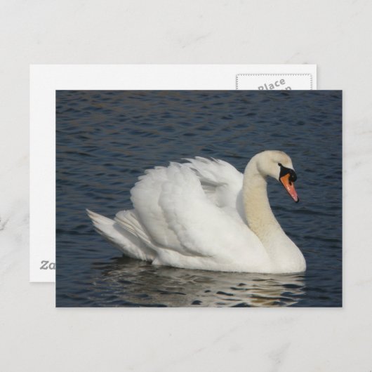 Schöner weißer Schwan im Wasser Postkarte (Vorne/Hinten)