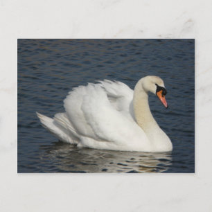 Schöner weißer Schwan im Wasser Postkarte