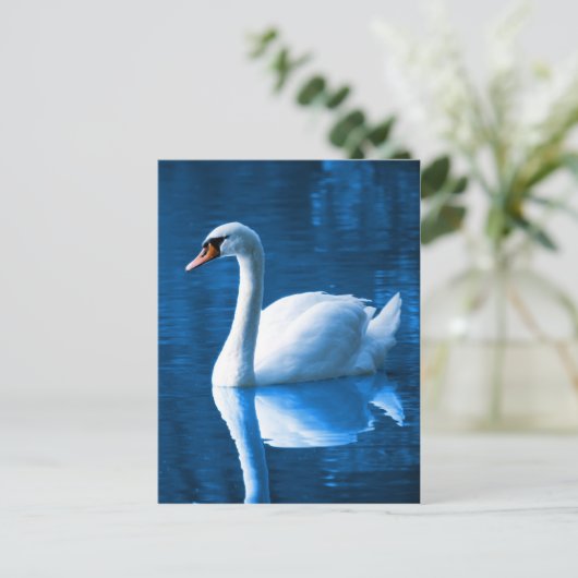 Schöner weißer Schwan im Wasser Postkarte (Stehend Vorderseite)