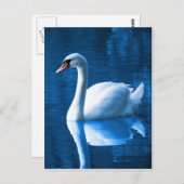 Schöner weißer Schwan im Wasser Postkarte (Vorne/Hinten)