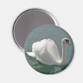Schöner weißer Schwan Magnet (Vorderseite/Rückseite)