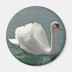 Schöner weißer Schwan Magnet