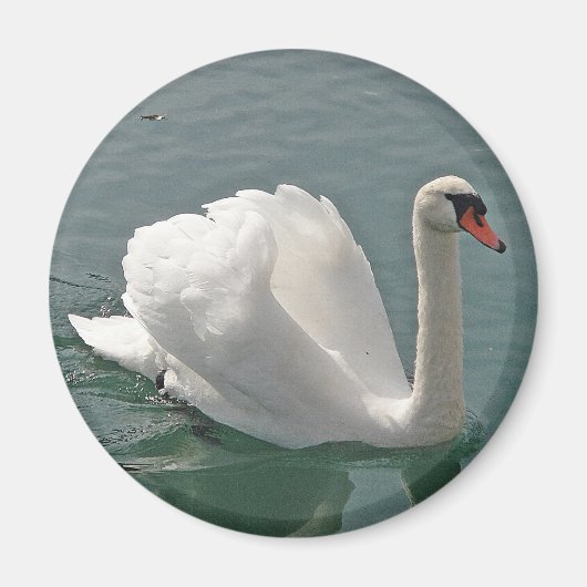 Schöner weißer Schwan Magnet (Vorne)