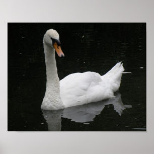 Schöner Weißer Schwan Poster