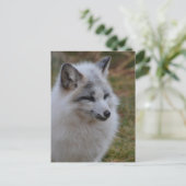 Schöner weißer Swift Fox Postkarte (Stehend Vorderseite)