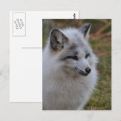 Schöner weißer Swift Fox Postkarte (Vorne/Hinten)