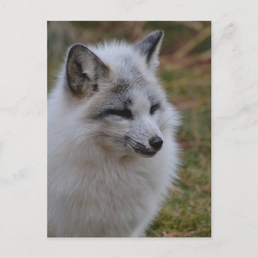 Schöner weißer Swift Fox Postkarte (Vorderseite)