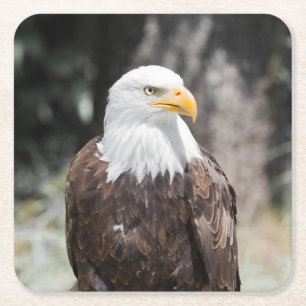 Schöner Weißkopfseeadler (Haliaeetus leucocephalus Rechteckiger Pappuntersetzer