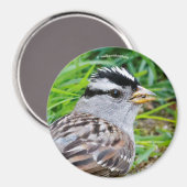 Schöner Weißkronenspieß im Gras Magnet (Vorderseite/Rückseite)