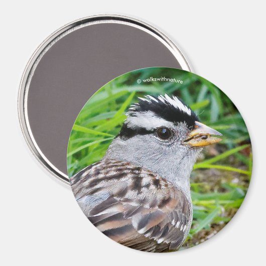 Schöner Weißkronenspieß im Gras Magnet (Vorderseite/Rückseite)