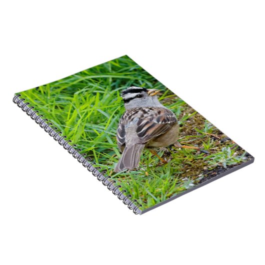 Schöner Weißkronenspieß im Gras Notizblock (Rechte Seite)