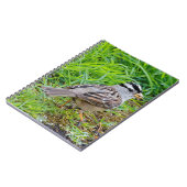 Schöner Weißkronenspieß im Gras Notizblock (Linke Seite)